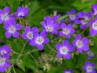 Ansammlung Wiesen-Storchschnabel Blüten